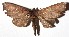  ( - 16-SRNP-55789)  @13 [ ] CreativeCommons - Attribution Non-Commercial Share-Alike (2018) Daniel H. Janzen Guanacaste Dry Forest Conservation Fund