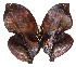  ( - 16-SRNP-65449)  @13 [ ] CreativeCommons - Attribution Non-Commercial Share-Alike (2018) Daniel H. Janzen Guanacaste Dry Forest Conservation Fund