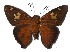  ( - 16-SRNP-70473)  @11 [ ] CreativeCommons  Attribution Non-Commercial Share-Alike (2019) Daniel H. Janzen Guanacaste Dry Forest Conservation Fund