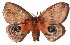  ( - 16-SRNP-70560)  @13 [ ] CreativeCommons - Attribution Non-Commercial Share-Alike (2018) Daniel H. Janzen Guanacaste Dry Forest Conservation Fund