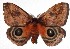  ( - 16-SRNP-70729)  @13 [ ] CreativeCommons - Attribution Non-Commercial Share-Alike (2018) Daniel H. Janzen Guanacaste Dry Forest Conservation Fund