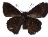  ( - 16-SRNP-70850)  @14 [ ] CreativeCommons - Attribution Non-Commercial Share-Alike (2018) Daniel H. Janzen Guanacaste Dry Forest Conservation Fund
