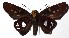  ( - 16-SRNP-71429)  @14 [ ] CreativeCommons - Attribution Non-Commercial Share-Alike (2018) Daniel H. Janzen Guanacaste Dry Forest Conservation Fund