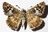  ( - 16-SRNP-71467)  @14 [ ] CreativeCommons - Attribution Non-Commercial Share-Alike (2018) Daniel H. Janzen Guanacaste Dry Forest Conservation Fund