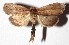  ( - 16-SRNP-71542)  @14 [ ] CreativeCommons - Attribution Non-Commercial Share-Alike (2018) Daniel H. Janzen Guanacaste Dry Forest Conservation Fund