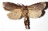  ( - 16-SRNP-71545)  @14 [ ] CreativeCommons - Attribution Non-Commercial Share-Alike (2018) Daniel H. Janzen Guanacaste Dry Forest Conservation Fund