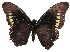  ( - 16-SRNP-75674)  @11 [ ] CreativeCommons  Attribution Non-Commercial Share-Alike (2019) Daniel H. Janzen Guanacaste Dry Forest Conservation Fund