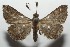  ( - 17-SRNP-100462)  @13 [ ] CreativeCommons - Attribution Non-Commercial Share-Alike (2018) Daniel H. Janzen Guanacaste Dry Forest Conservation Fund