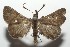  ( - 17-SRNP-100463)  @13 [ ] CreativeCommons - Attribution Non-Commercial Share-Alike (2018) Daniel H. Janzen Guanacaste Dry Forest Conservation Fund