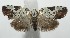  ( - 17-SRNP-100515)  @13 [ ] CreativeCommons - Attribution Non-Commercial Share-Alike (2018) Daniel H. Janzen Guanacaste Dry Forest Conservation Fund