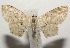  (Scopula BioLep356 - 17-SRNP-100635)  @14 [ ] CreativeCommons - Attribution Non-Commercial Share-Alike (2018) Daniel H. Janzen Guanacaste Dry Forest Conservation Fund