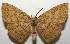  ( - 17-SRNP-100931)  @11 [ ] CreativeCommons - Attribution Non-Commercial Share-Alike (2018) Daniel H. Janzen Guanacaste Dry Forest Conservation Fund