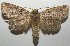  (Meragisa siavina - 17-SRNP-100976)  @15 [ ] CreativeCommons - Attribution Non-Commercial Share-Alike (2018) Daniel H. Janzen Guanacaste Dry Forest Conservation Fund