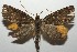  ( - 17-SRNP-100998)  @11 [ ] CreativeCommons - Attribution Non-Commercial Share-Alike (2018) Daniel H. Janzen Guanacaste Dry Forest Conservation Fund