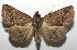  ( - 17-SRNP-101002)  @14 [ ] CreativeCommons - Attribution Non-Commercial Share-Alike (2018) Daniel H. Janzen Guanacaste Dry Forest Conservation Fund