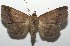  ( - 17-SRNP-101004)  @14 [ ] CreativeCommons - Attribution Non-Commercial Share-Alike (2018) Daniel H. Janzen Guanacaste Dry Forest Conservation Fund