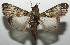  ( - 17-SRNP-101157)  @11 [ ] CreativeCommons - Attribution Non-Commercial Share-Alike (2018) Daniel H. Janzen Guanacaste Dry Forest Conservation Fund