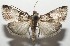  ( - 17-SRNP-101356)  @11 [ ] CreativeCommons - Attribution Non-Commercial Share-Alike (2018) Daniel H. Janzen Guanacaste Dry Forest Conservation Fund