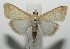  ( - 17-SRNP-101484)  @14 [ ] CreativeCommons - Attribution Non-Commercial Share-Alike (2018) Daniel H. Janzen Guanacaste Dry Forest Conservation Fund