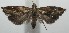  ( - 17-SRNP-101662)  @11 [ ] CreativeCommons - Attribution Non-Commercial Share-Alike (2018) Daniel H. Janzen Guanacaste Dry Forest Conservation Fund