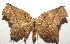  ( - 17-SRNP-102021)  @13 [ ] CreativeCommons - Attribution Non-Commercial Share-Alike (2018) Daniel H. Janzen Guanacaste Dry Forest Conservation Fund