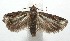  ( - 17-SRNP-102204)  @11 [ ] CreativeCommons - Attribution Non-Commercial Share-Alike (2018) Daniel H. Janzen Guanacaste Dry Forest Conservation Fund