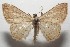  ( - 17-SRNP-102315)  @14 [ ] CreativeCommons - Attribution Non-Commercial Share-Alike (2018) Daniel H. Janzen Guanacaste Dry Forest Conservation Fund
