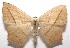  (Prochoerodes BioLep9875 - 17-SRNP-102345)  @11 [ ] CreativeCommons - Attribution Non-Commercial Share-Alike (2018) Daniel H. Janzen Guanacaste Dry Forest Conservation Fund