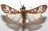  (Omiodes stigmosalisDHJ01 - 17-SRNP-102368)  @15 [ ] CreativeCommons - Attribution Non-Commercial Share-Alike (2018) Daniel H. Janzen Guanacaste Dry Forest Conservation Fund