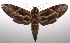  ( - 17-SRNP-102667)  @14 [ ] CreativeCommons - Attribution Non-Commercial Share-Alike (2018) Daniel H. Janzen Guanacaste Dry Forest Conservation Fund