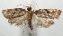  ( - 17-SRNP-102680)  @13 [ ] CreativeCommons - Attribution Non-Commercial Share-Alike (2018) Daniel H. Janzen Guanacaste Dry Forest Conservation Fund