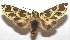  ( - 17-SRNP-102730)  @13 [ ] CreativeCommons - Attribution Non-Commercial Share-Alike (2018) Daniel H. Janzen Guanacaste Dry Forest Conservation Fund