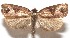  ( - 17-SRNP-102835)  @14 [ ] CreativeCommons - Attribution Non-Commercial Share-Alike (2018) Daniel H. Janzen Guanacaste Dry Forest Conservation Fund