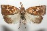  ( - 17-SRNP-102877)  @14 [ ] CreativeCommons - Attribution Non-Commercial Share-Alike (2018) Daniel H. Janzen Guanacaste Dry Forest Conservation Fund