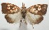  ( - 17-SRNP-102878)  @14 [ ] CreativeCommons - Attribution Non-Commercial Share-Alike (2018) Daniel H. Janzen Guanacaste Dry Forest Conservation Fund