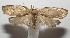  ( - 17-SRNP-102888)  @11 [ ] CreativeCommons - Attribution Non-Commercial Share-Alike (2018) Daniel H. Janzen Guanacaste Dry Forest Conservation Fund
