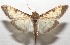  ( - 17-SRNP-103081)  @13 [ ] CreativeCommons - Attribution Non-Commercial Share-Alike (2018) Daniel H. Janzen Guanacaste Dry Forest Conservation Fund