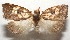  ( - 17-SRNP-103104)  @14 [ ] CreativeCommons - Attribution Non-Commercial Share-Alike (2018) Daniel H. Janzen Guanacaste Dry Forest Conservation Fund