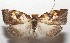 ( - 17-SRNP-103105)  @14 [ ] CreativeCommons - Attribution Non-Commercial Share-Alike (2018) Daniel H. Janzen Guanacaste Dry Forest Conservation Fund