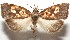  ( - 17-SRNP-103107)  @14 [ ] CreativeCommons - Attribution Non-Commercial Share-Alike (2018) Daniel H. Janzen Guanacaste Dry Forest Conservation Fund