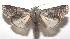  ( - 17-SRNP-103196)  @11 [ ] CreativeCommons - Attribution Non-Commercial Share-Alike (2018) Daniel H. Janzen Guanacaste Dry Forest Conservation Fund