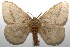  ( - 17-SRNP-103227)  @14 [ ] CreativeCommons - Attribution Non-Commercial Share-Alike (2018) Daniel H. Janzen Guanacaste Dry Forest Conservation Fund