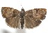 ( - 17-SRNP-103264)  @11 [ ] CreativeCommons - Attribution Non-Commercial Share-Alike (2018) Daniel H. Janzen Guanacaste Dry Forest Conservation Fund