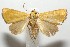  ( - 17-SRNP-103268)  @11 [ ] CreativeCommons - Attribution Non-Commercial Share-Alike (2018) Daniel H. Janzen Guanacaste Dry Forest Conservation Fund