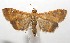  ( - 17-SRNP-103485)  @11 [ ] CreativeCommons - Attribution Non-Commercial Share-Alike (2018) Daniel H. Janzen Guanacaste Dry Forest Conservation Fund