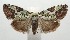  (nolBioLep01 BioLep50 - 17-SRNP-103492)  @15 [ ] CreativeCommons - Attribution Non-Commercial Share-Alike (2018) Daniel H. Janzen Guanacaste Dry Forest Conservation Fund