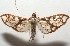  ( - 17-SRNP-103565)  @11 [ ] CreativeCommons - Attribution Non-Commercial Share-Alike (2018) Daniel H. Janzen Guanacaste Dry Forest Conservation Fund