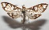  ( - 17-SRNP-103566)  @11 [ ] CreativeCommons - Attribution Non-Commercial Share-Alike (2018) Daniel H. Janzen Guanacaste Dry Forest Conservation Fund