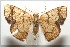  ( - 17-SRNP-103690)  @13 [ ] CreativeCommons - Attribution Non-Commercial Share-Alike (2018) Daniel H. Janzen Guanacaste Dry Forest Conservation Fund