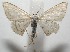  ( - 17-SRNP-103692)  @11 [ ] CreativeCommons - Attribution Non-Commercial Share-Alike (2018) Daniel H. Janzen Guanacaste Dry Forest Conservation Fund